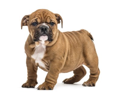 Buldog köpek yavrusu, bembeyaz.