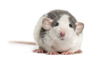 Front view of a rat lying, isolated on white