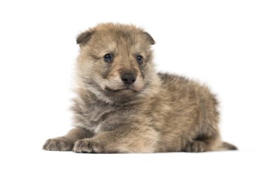 Young Mongolian wolf, or grey wolf, one month old, isolated clipart