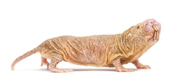 Side view of a Naked Mole-rat, hairless rat, isolated on wihte clipart