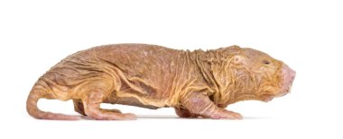 Side view of a Naked Mole-rat, hairless rat, isolated on wihte clipart
