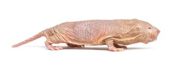 Naked Mole-rat, hairless rat, isolated on wihte clipart