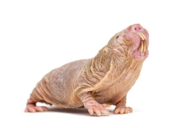 Naked Mole-rat, hairless rat, isolated on wihte clipart