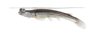 Side view of Four-eyed fish surfacing, isolated on white clipart
