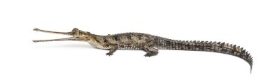 Genç bir balık yiyen timsahın yan görüntüsü, Gavial, Gavialis gangeticus, beyaz üzerine izole edilmiş.