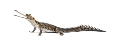 Genç bir balık yiyen timsahın yan görüntüsü, Gavial, Gavialis gangeticus, beyaz üzerine izole edilmiş.