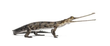 Genç balık yiyen timsah, Gavial, Gavialis gangeticus, beyaz üzerine izole edilmiş.
