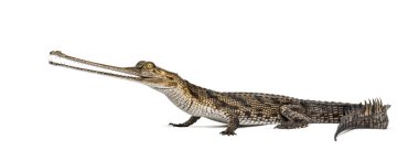 Genç balık yiyen timsah, Gavial, Gavialis gangeticus, beyaz üzerine izole edilmiş.