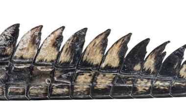 Balık yiyen timsah kuyruğunun ayrıntıları, Gavial, Gavialis gangeticus, beyaz üzerinde izole edilmiş.