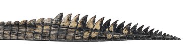 Balık yiyen timsah kuyruğunun ayrıntıları, Gavial, Gavialis gangeticus, beyaz üzerinde izole edilmiş.