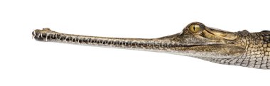 Genç bir balık yiyen timsaha yakından bakın, beyaz üzerinde izole edilmiş diş, Gavial, Gavialis gangeticus görülüyor.