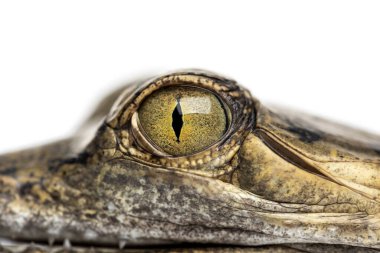 Balık yiyen bir timsahın gözüne yakından bakın, Gavial, Gavialis gangeticus, beyaz üzerine izole edilmiş.