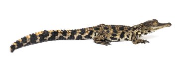 Genç Batı Afrikalı ince burunlu timsah, Mecistops katafaktüsü, beyaz üzerine izole edilmiş.