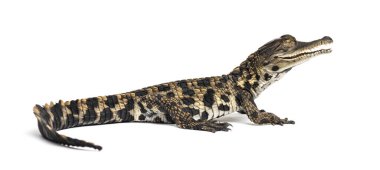 Young West African slender-snouted crocodile, Mecistops cataphractus, isolated on white clipart