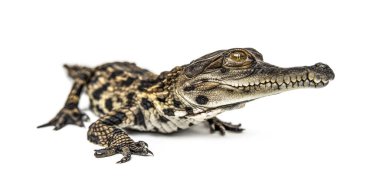 Genç Batı Afrikalı ince burunlu timsah, Mecistops katafaktüsü, beyaz üzerine izole edilmiş.