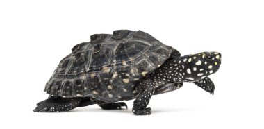 Yürüyen Kara Göl Kaplumbağası, Geoclemys Hamilton ii, izole edilmiş.