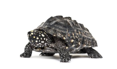 Kara gölet kaplumbağası, Geoclemys hamiltonii, izole edilmiş.