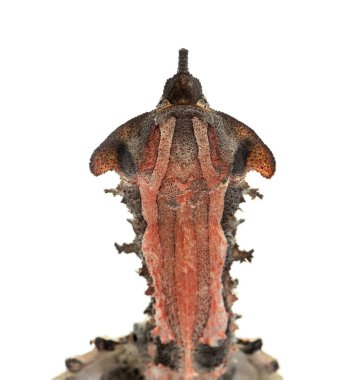 Mata Mata, Turtle, Chelus fimbriata, beyaz üzerine izole edilmiş.