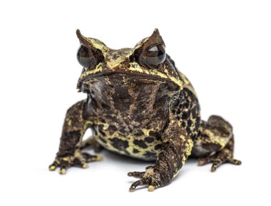 Uzun burunlu kurbağa, Megophrys nasuta, izole edilmiş.
