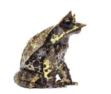 Uzun burunlu bir kurbağanın yandan görünüşü, Megophrys nasuta, izole edilmiş