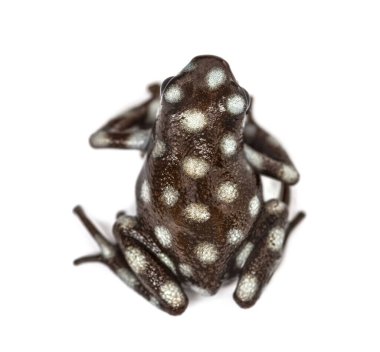 Maranon zehirli kurbağasının en üst görüntüsü, beyaza izole edilmiş gizemli dışavurumlar.