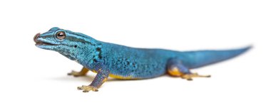 Dudaklarını yalayan elektrik mavisi kertenkele Lygodactylus williamsi, izole edilmiş.
