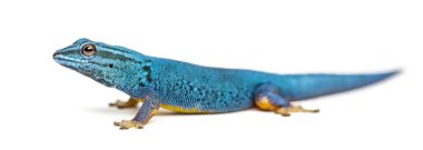 Elektrik mavisi kertenkele, Lygodactylus williamsi, izole edilmiş.