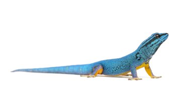 Elektrik mavisi kertenkele, Lygodactylus williamsi, izole edilmiş.