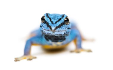 Elektrik mavisi kertenkele, Lygodactylus williamsi, izole edilmiş.