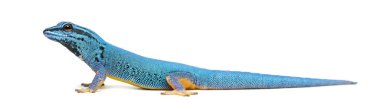 Electric Blue gecko Lygodactylus williamsi 'nin yan görüntüsü, izole edilmiş.