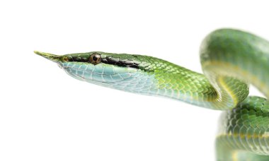 Gergedan fare yılanı, Rhynchophis boulengeri, izole edilmiş.