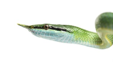 Gergedan fare yılanı, Rhynchophis boulengeri, izole edilmiş.