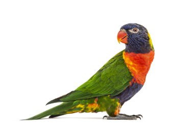 Gökkuşağı Lorikeet 'in yan görünüşü, Trichoglossus moluccanus, izole edilmiş