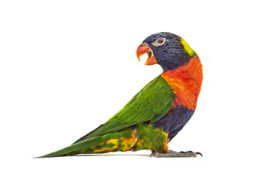 Gökkuşağı Lorikeet 'in yan görünüşü, Trichoglossus moluccanus, izole edilmiş