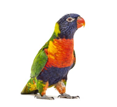 Gökkuşağı Lorikeet, Trichoglossus moluccanus, izole