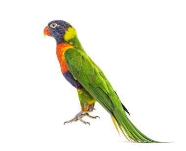 Gökkuşağı Lorikeet atlayışı, Trichoglossus moluccanus, izole edilmiş