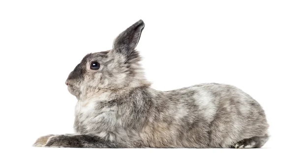 Вид Збоку Домашнього Кролика Лежить Ізольований Білому — стокове фото
