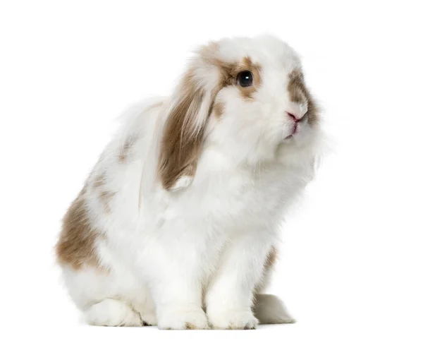 Conejo Blanco Sentado Aislado Sobre Blanco — Foto de Stock