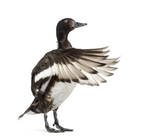 Baer Pochard Spreading His Wings Duck Bird Isolated White — Stock Photo, Image