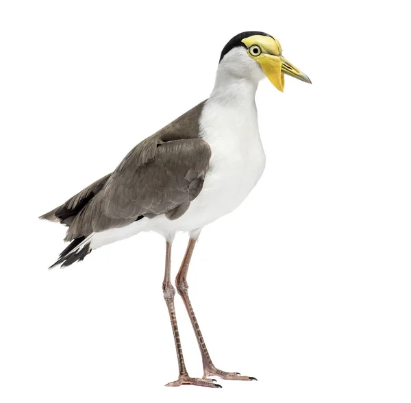 Masked Lapwing Standing Front White Background — Stok fotoğraf