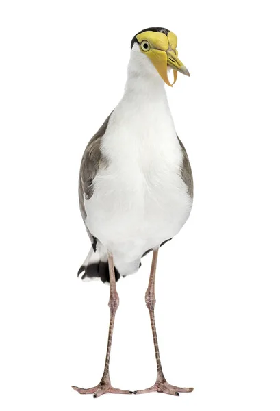 Masked Lapwing Standing Front White Background — 스톡 사진