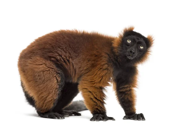 Rode Ruffed Lemur Staande Geïsoleerd Whit — Stockfoto