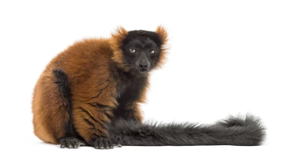 Red Ruffed Lemur Sitting Isolated Whit — Stok fotoğraf