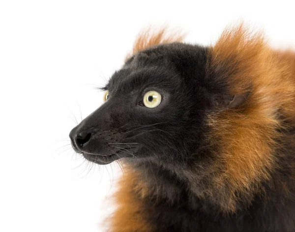 Close Van Een Rode Ruffed Lemur Geïsoleerd Whit — Stockfoto