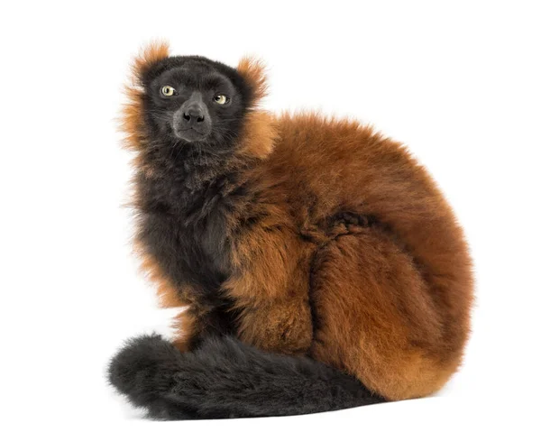 Red Ruffed Lemur Sitting Isolated Whit — Stok fotoğraf