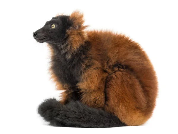 Red Ruffed Lemur Sitting Isolated Whit — Stok fotoğraf