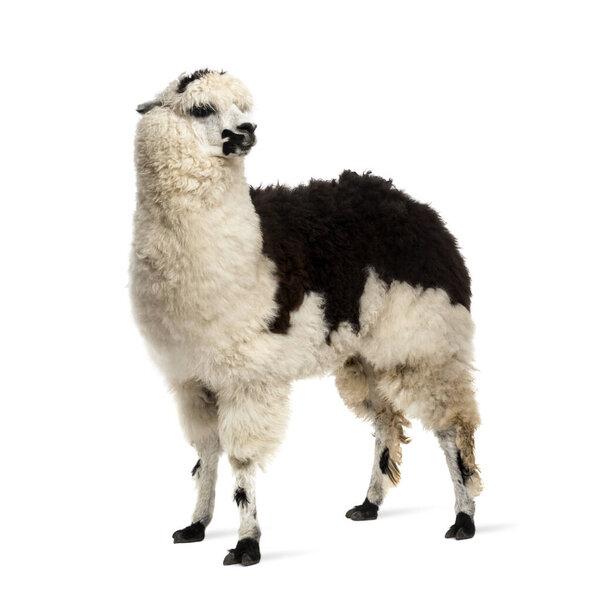  Black and white llama standing, isolated on white