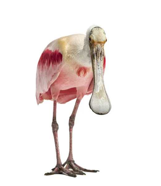 Roseate Spoonbill Looking Isolated White — Stock Photo, Image