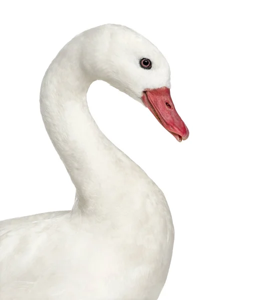 Close White Waterfowl Isolated White — Stockfoto