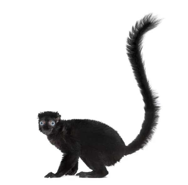 Blåögd Svart Lemur Isolerad Vit — Stockfoto